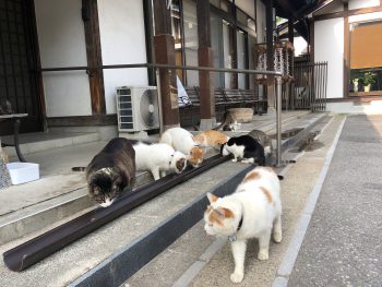 福井県越前市 御誕生寺 ねこ寺 エコノワユニット設置 若狭工業株式会社